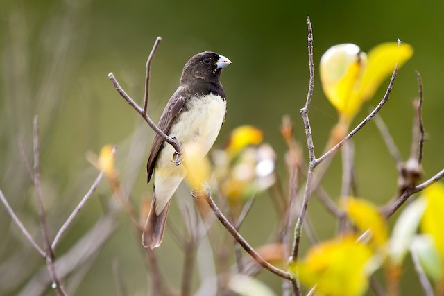 Papa-capim-cinzento - eBird