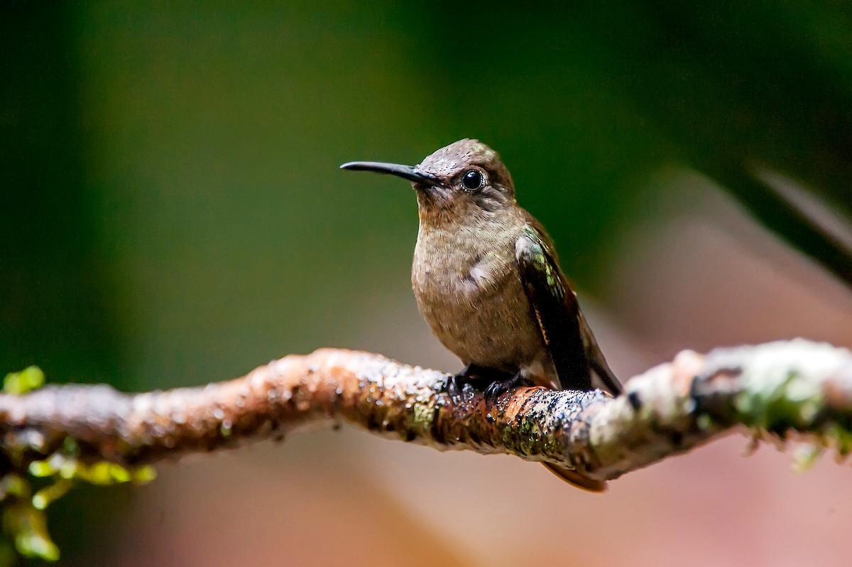 Sombre Hummingbird - Leonardo Merçon / Instituto Últimos Refúgios