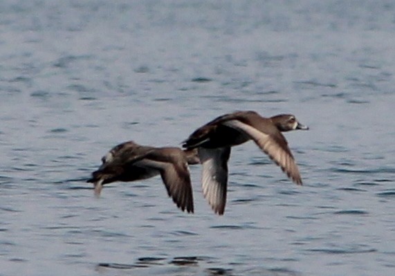 Ring-necked Duck - ML64200011