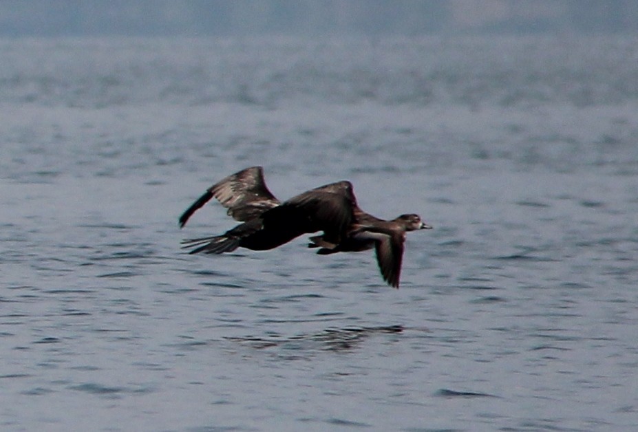 Ring-necked Duck - ML64200021