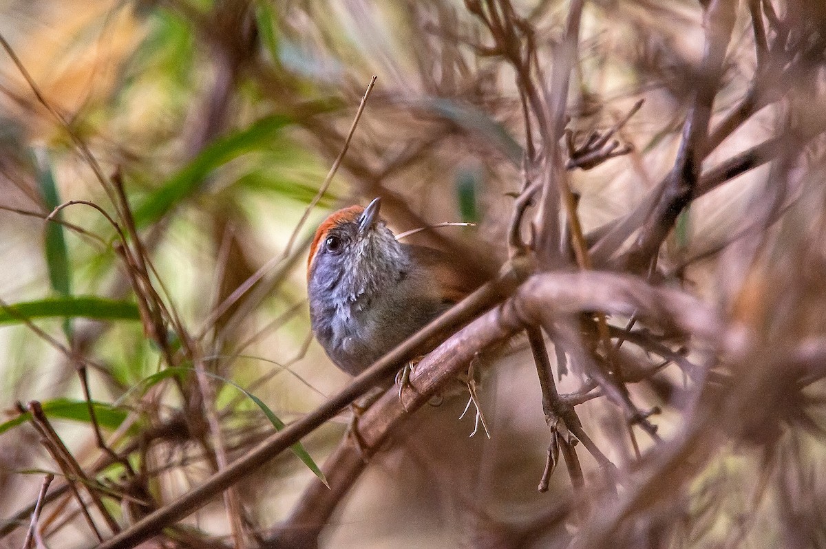 Rufous-capped Spinetail - ML64200441