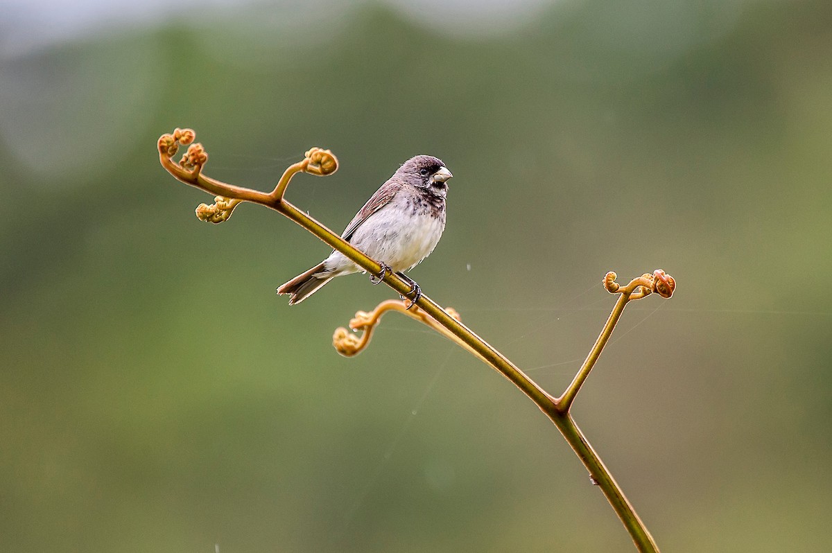 Double-collared Seedeater - ML64201211