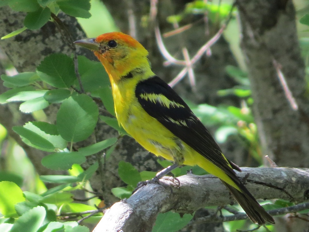 Western Tanager - ML64201491