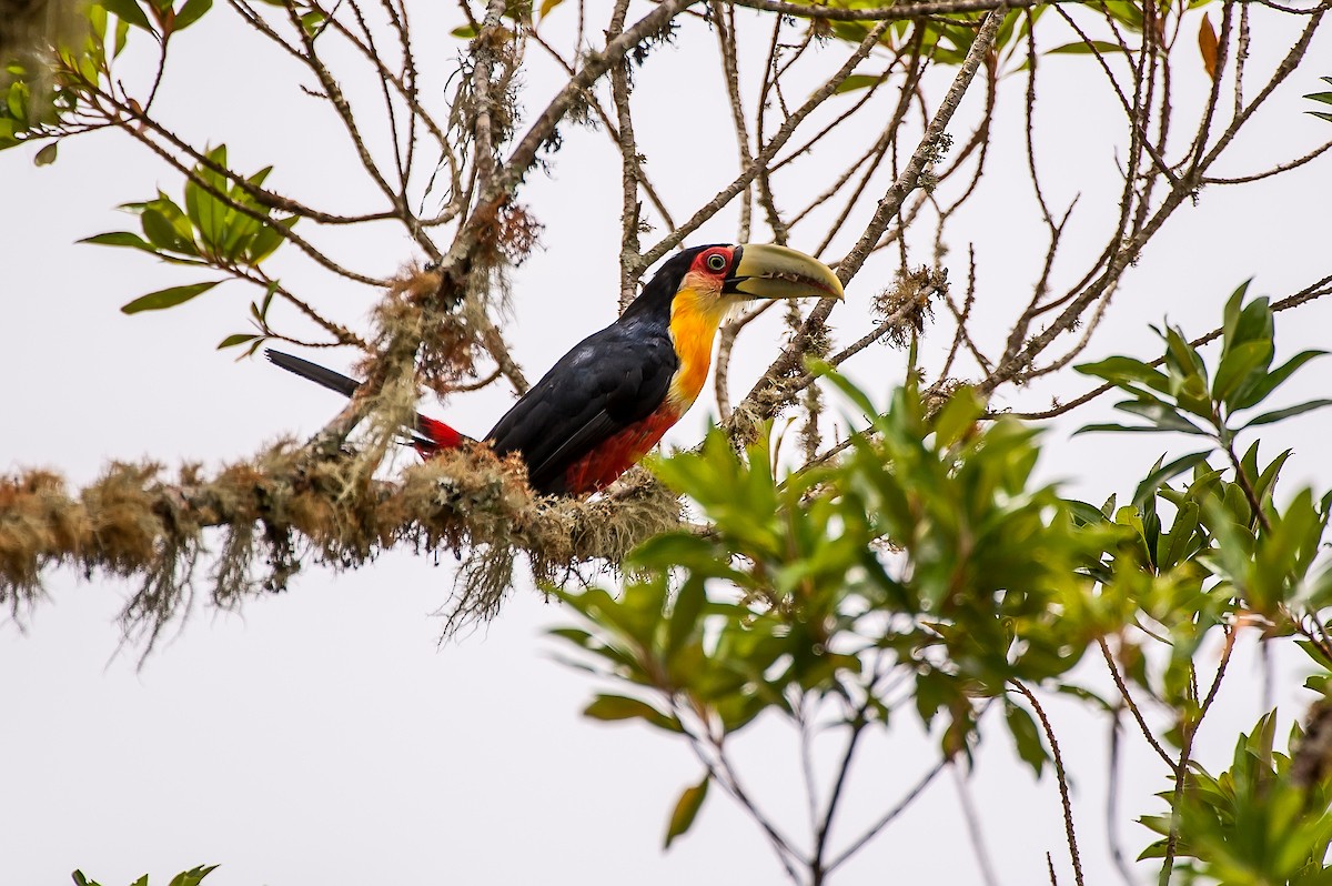 Red-breasted Toucan - ML64201701