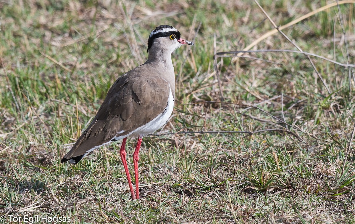 Crowned Lapwing - ML64202971