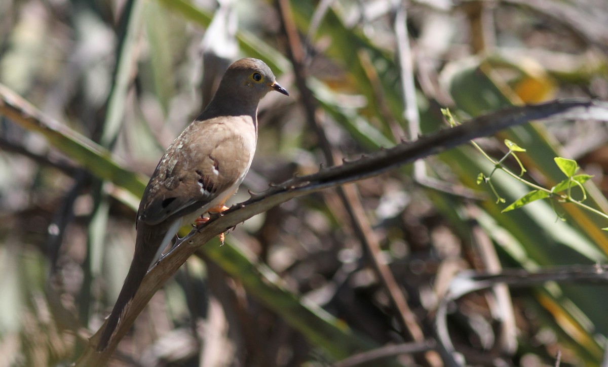 Long-tailed Ground Dove - ML64204031