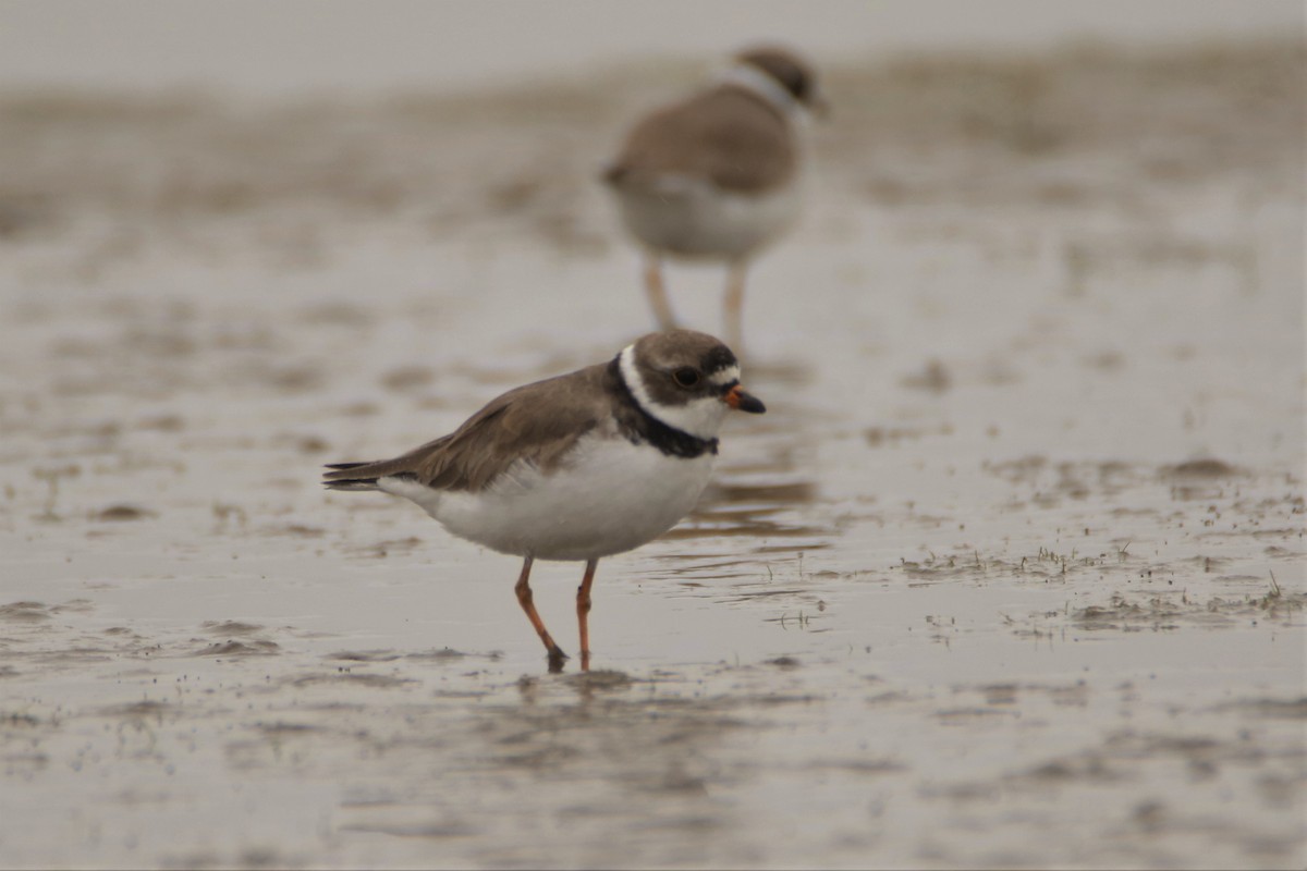 Semipalmated Plover - ML64204291