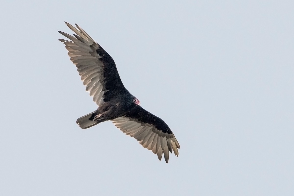Turkey Vulture - ML64205041
