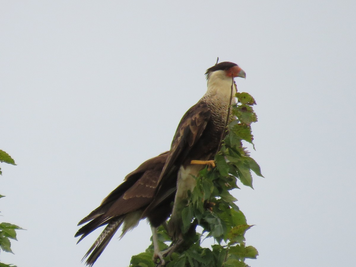 Ebird Checklist Jul Benbrook Lake Rocky Creek Park