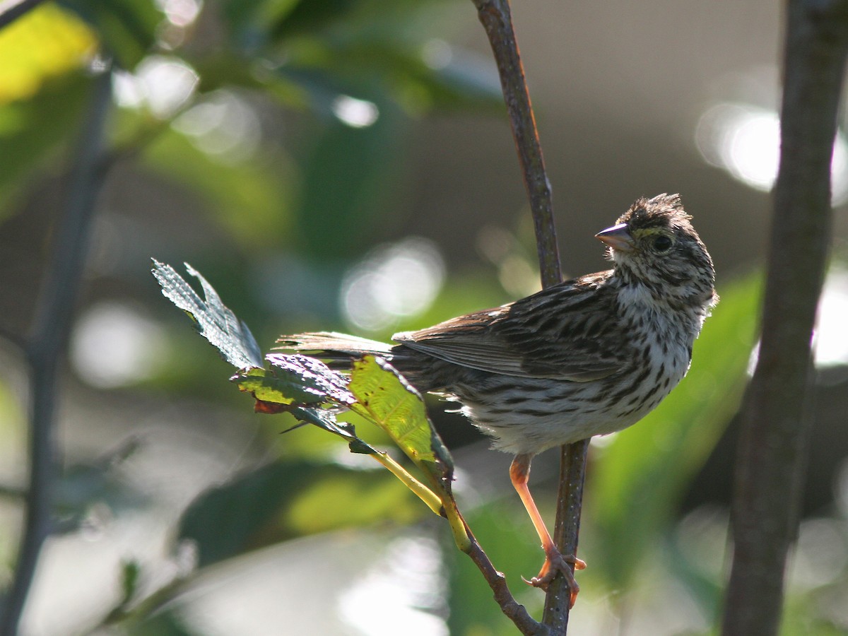 Savannah Sparrow - ML64206891