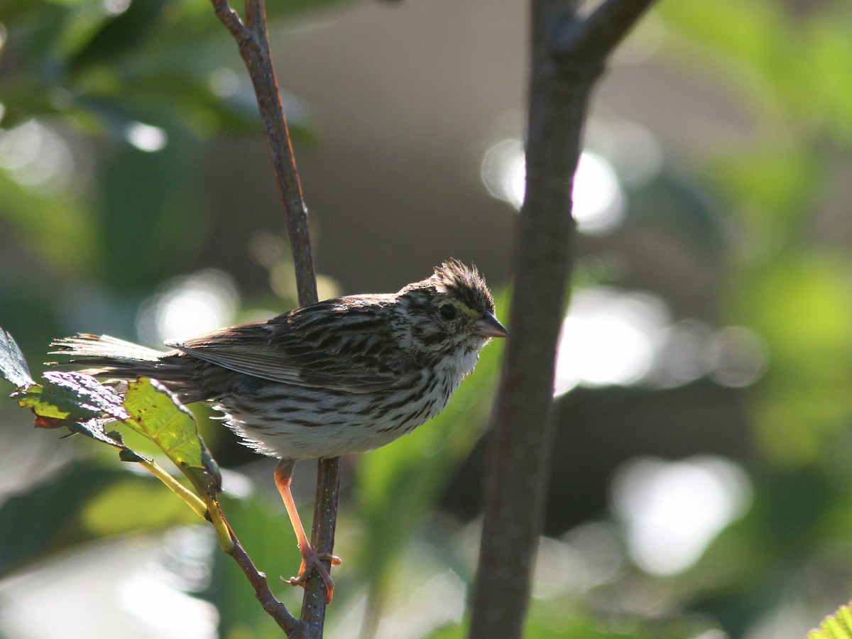 Savannah Sparrow - ML64206901