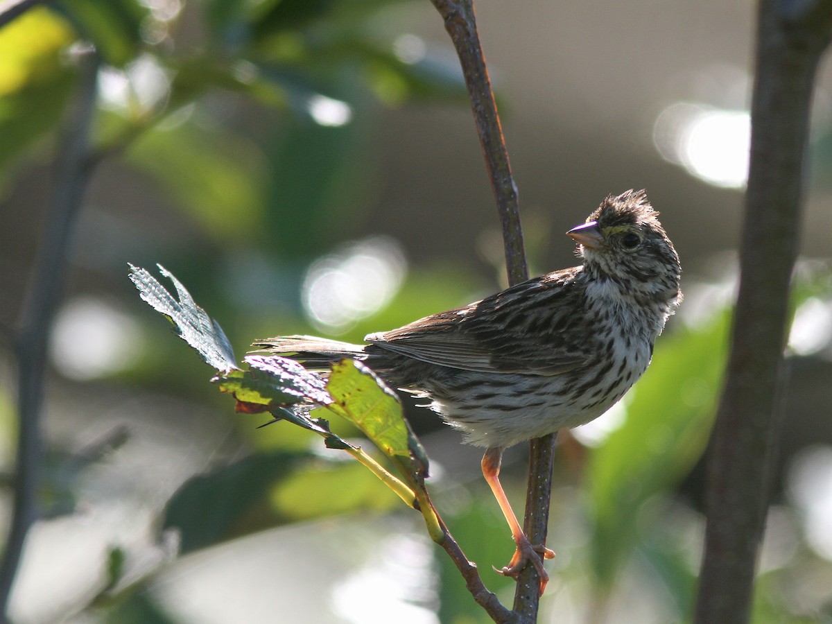 Savannah Sparrow - ML64206911