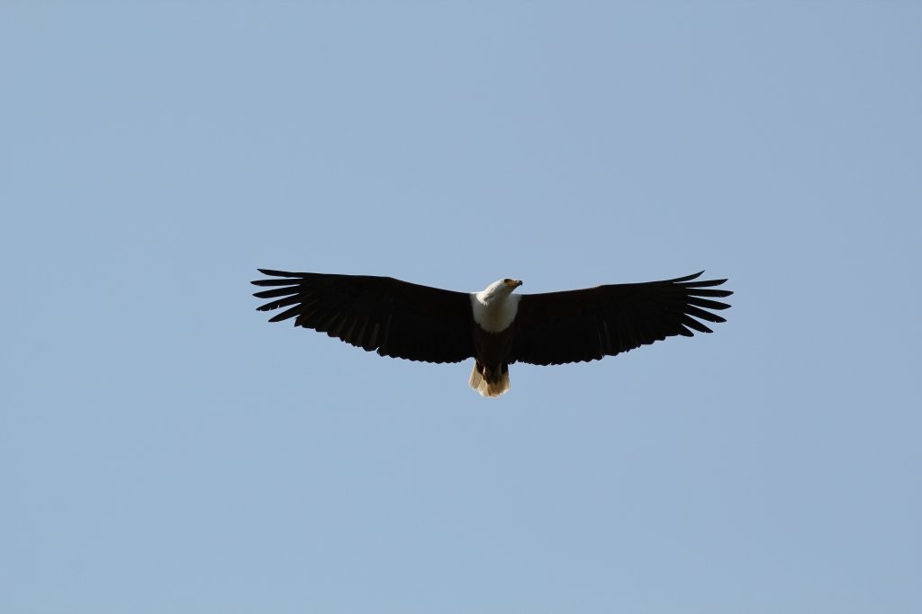 African Fish-Eagle - ML64212701