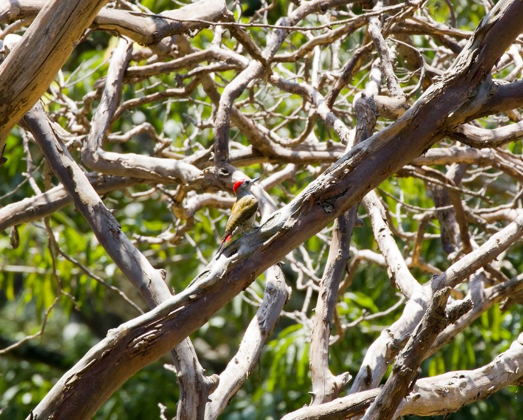 African Gray Woodpecker - ML64212921
