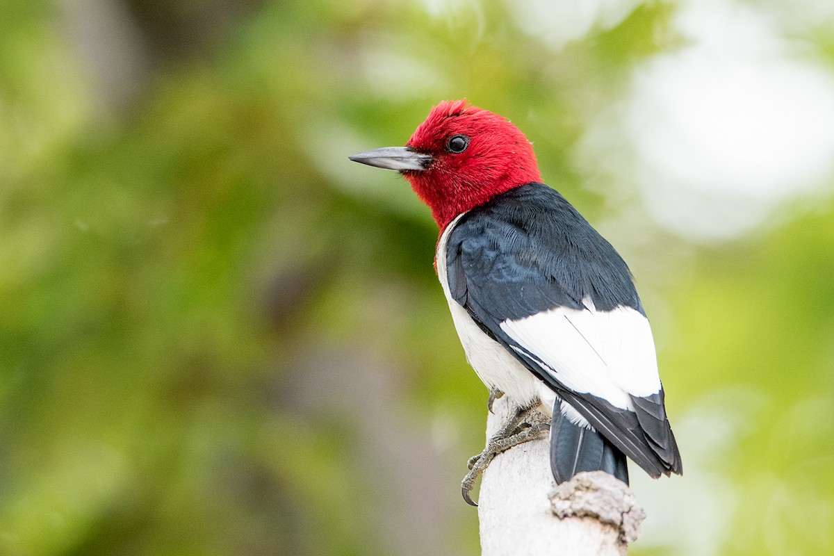 Red-headed Woodpecker - Sue Barth