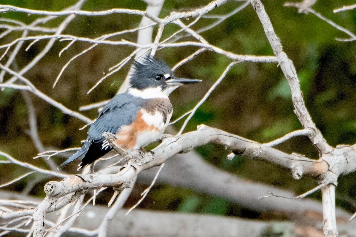 Belted Kingfisher - Sue Barth