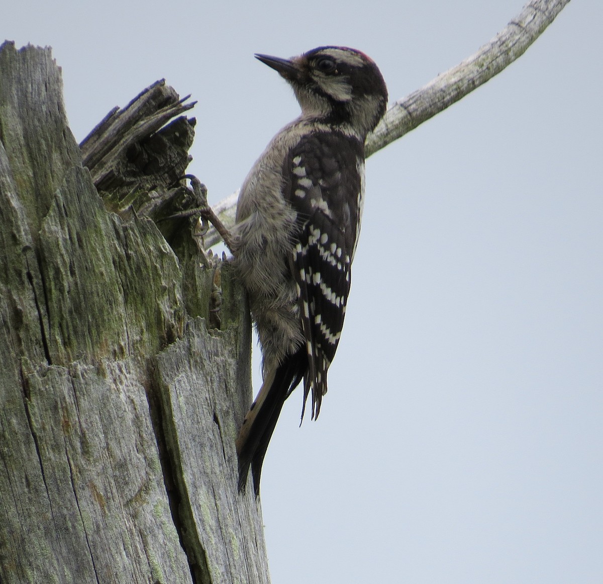 Downy Woodpecker - ML64214141