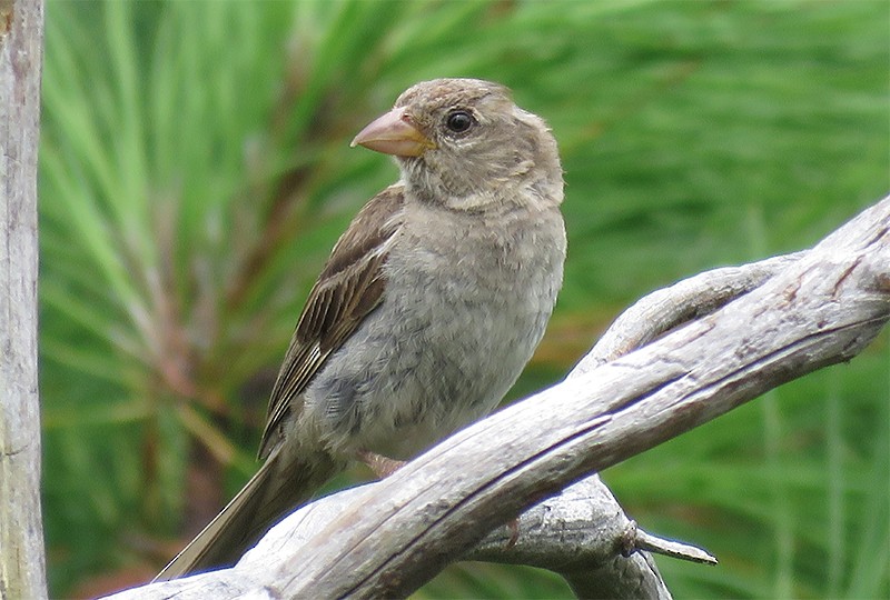 House Sparrow - Karen Lebing