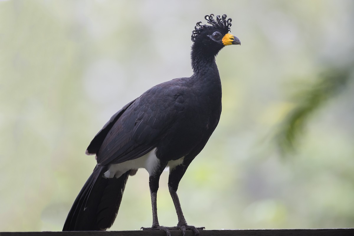 Bare-faced Curassow - ML64218291