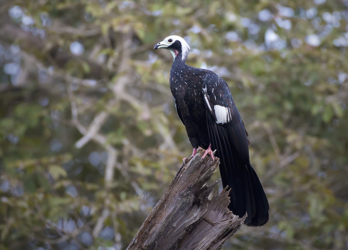 White-throated Piping-Guan - ML64218701