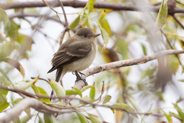 Willow Flycatcher