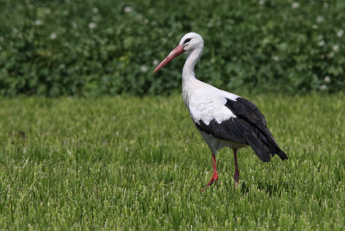 White Stork - Christoph Moning