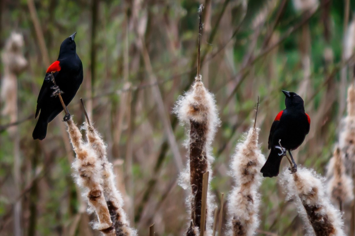 Red-winged Blackbird (California Bicolored) - Carole Rose