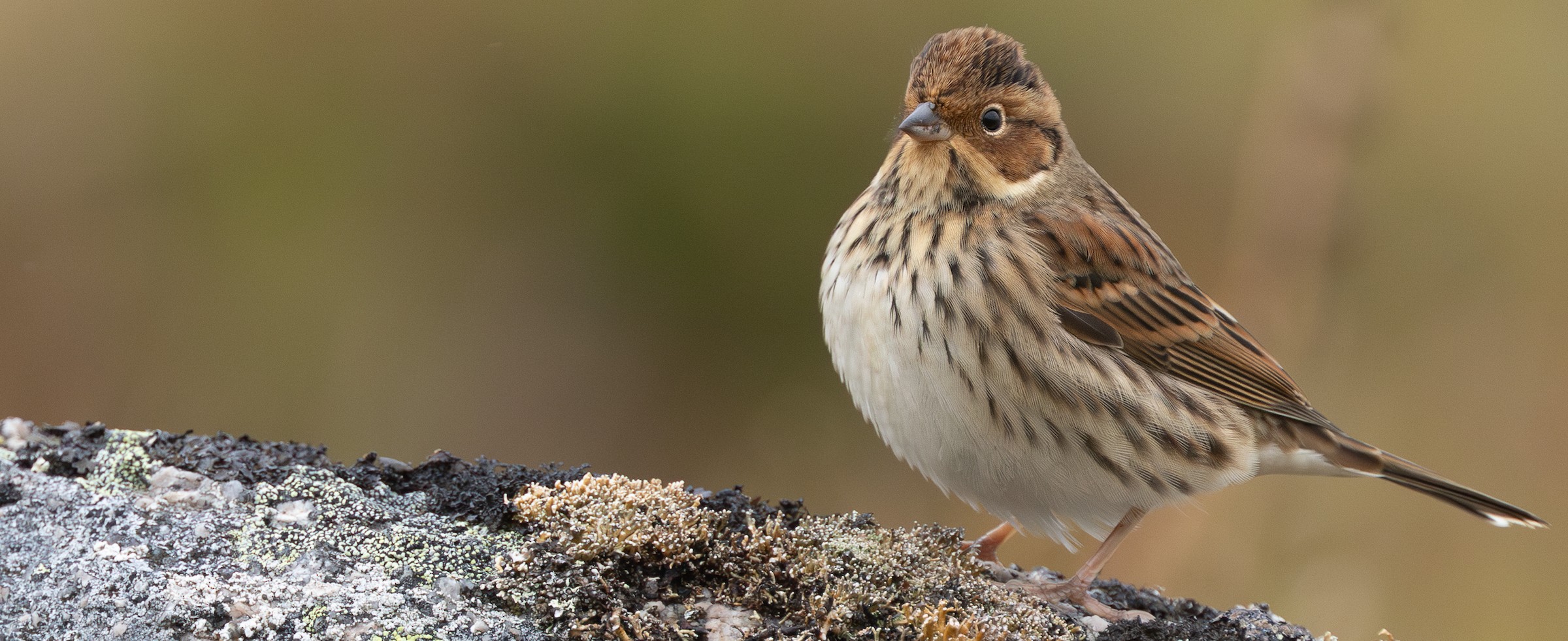 Little Bunting