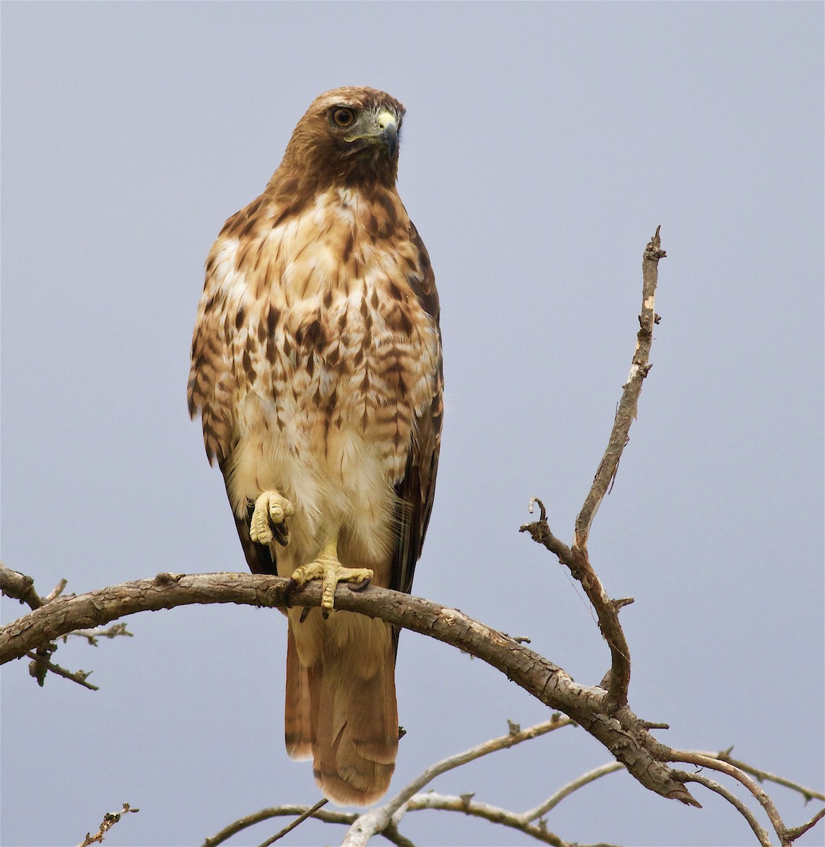 Red-tailed Hawk - Kathryn Keith