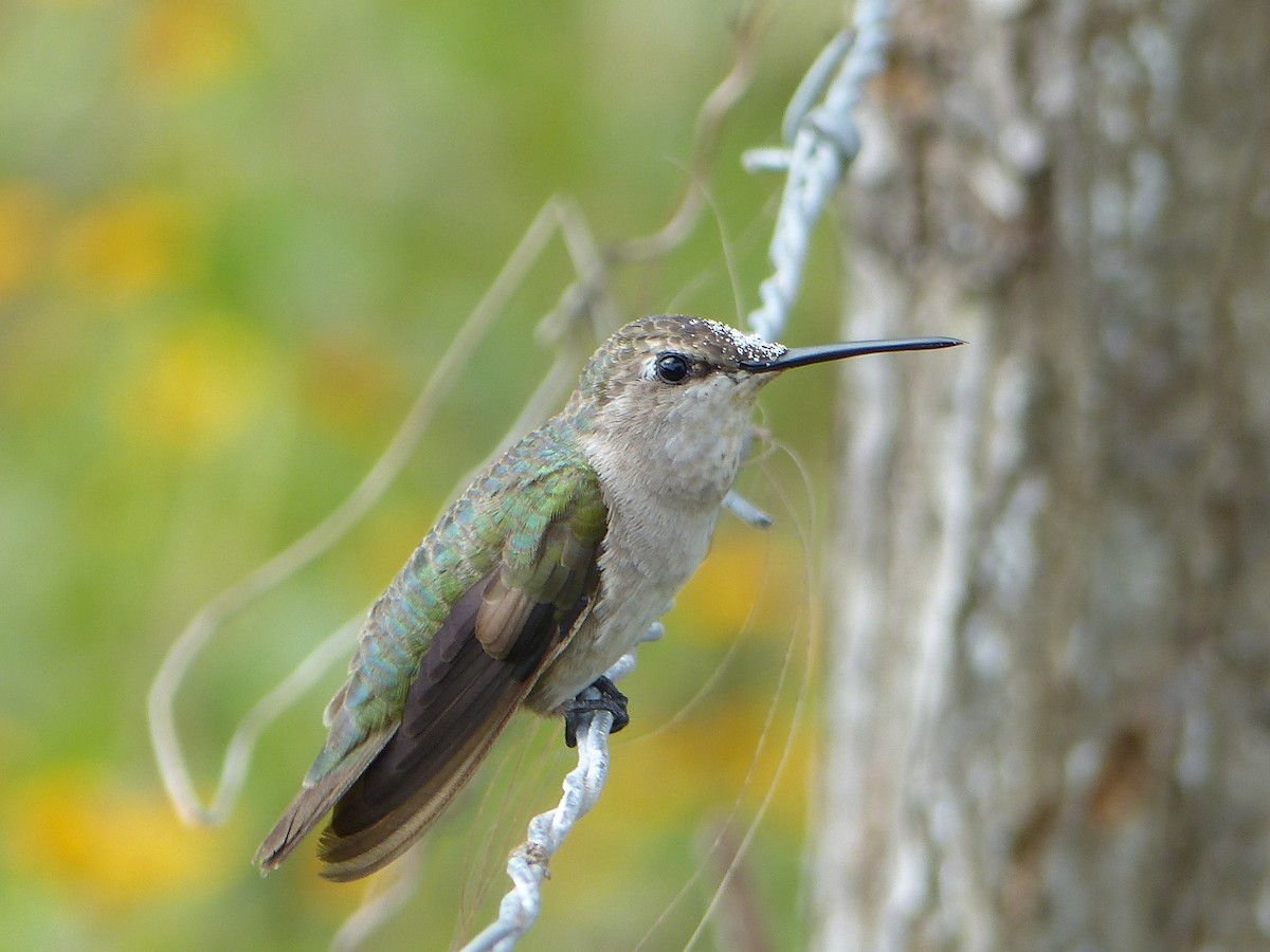 Black-chinned Hummingbird - ML64225591