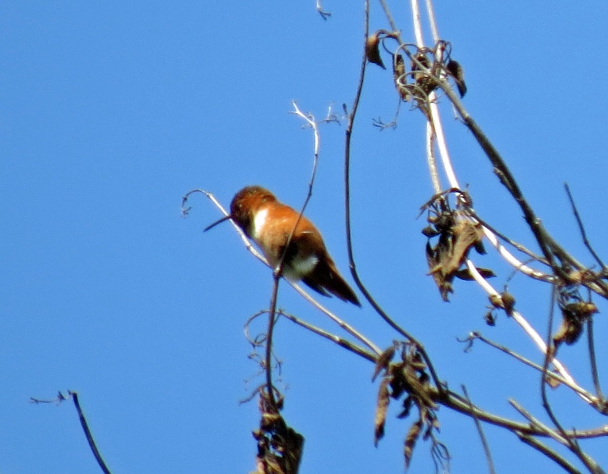 Rufous Hummingbird - Rod Higbie