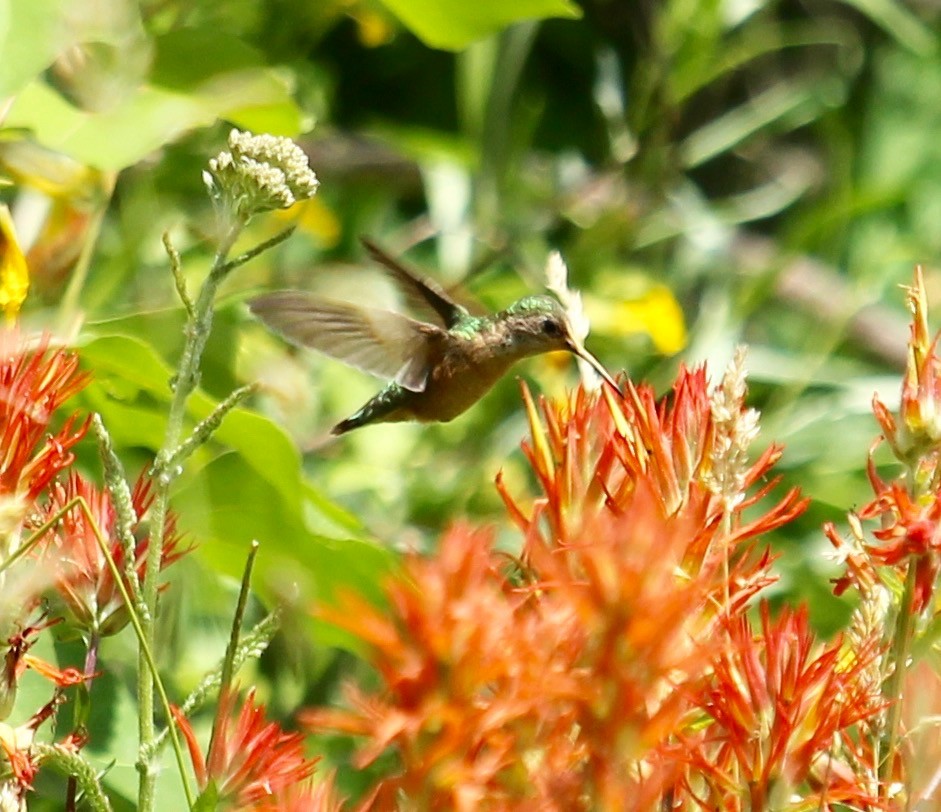 Calliope Hummingbird - ML64228521