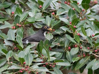 キバシノドジロツグミ - eBird
