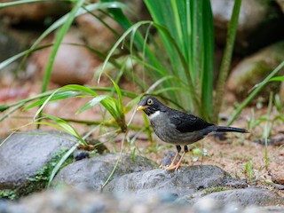 キバシノドジロツグミ - eBird