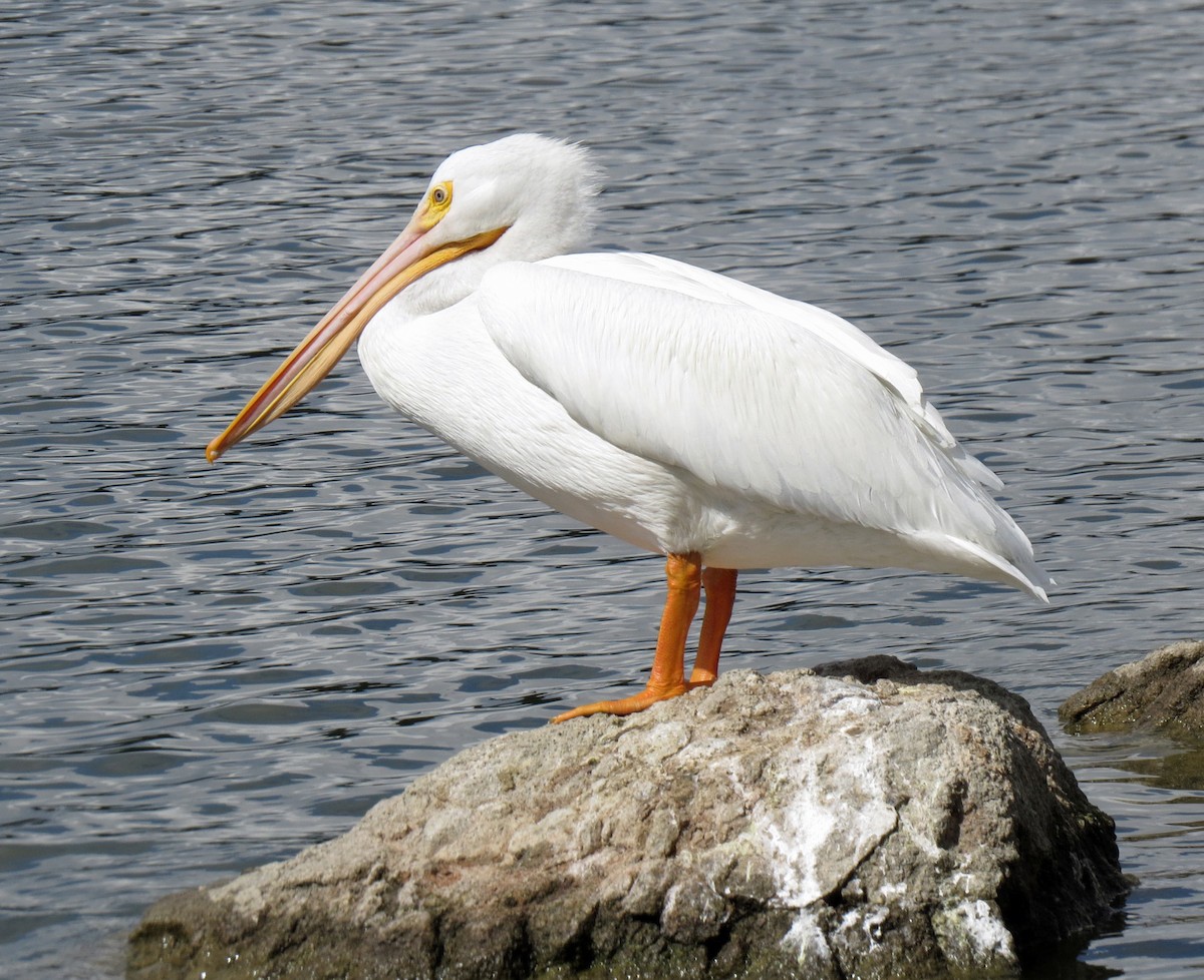 American White Pelican - Rod Higbie