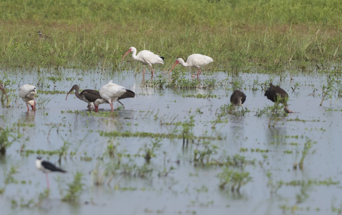White Ibis - Mary Waters