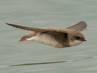 Pale Martin - eBird