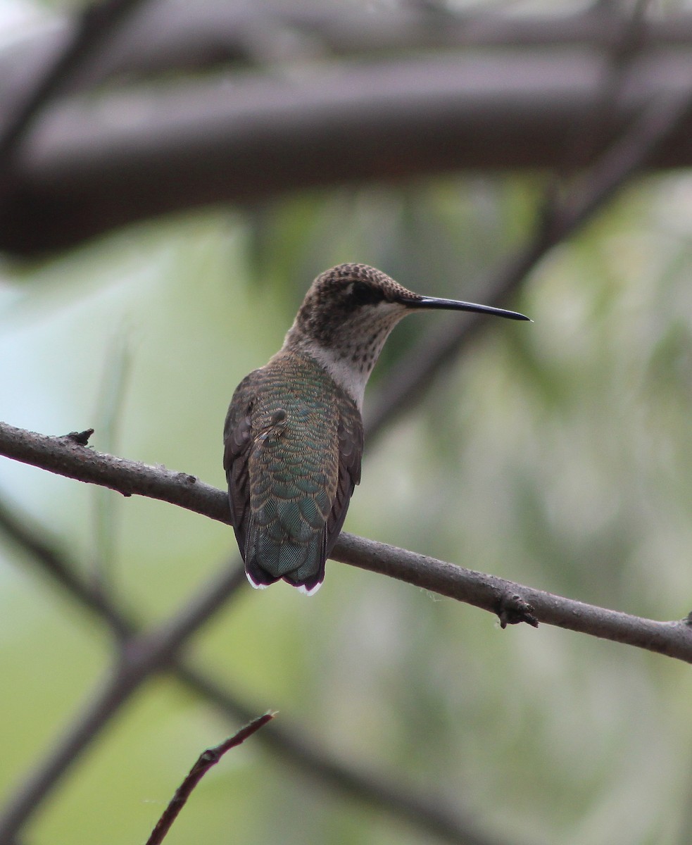 Broad-tailed Hummingbird - ML64234331