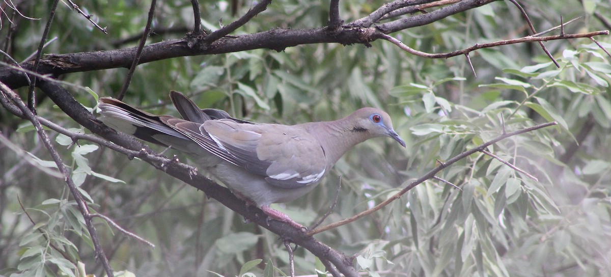 White-winged Dove - alison rodgers