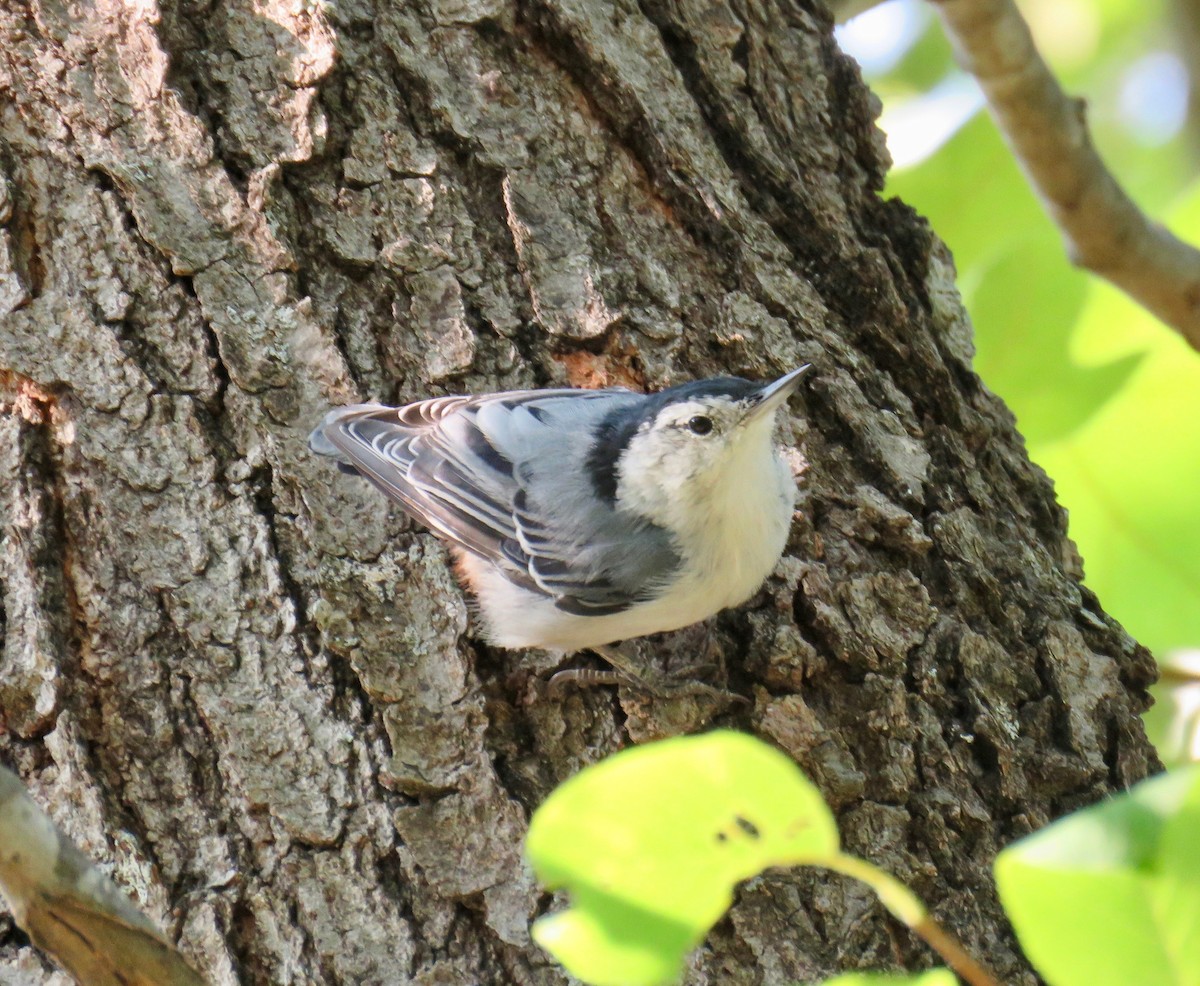 White-breasted Nuthatch - ML64235721