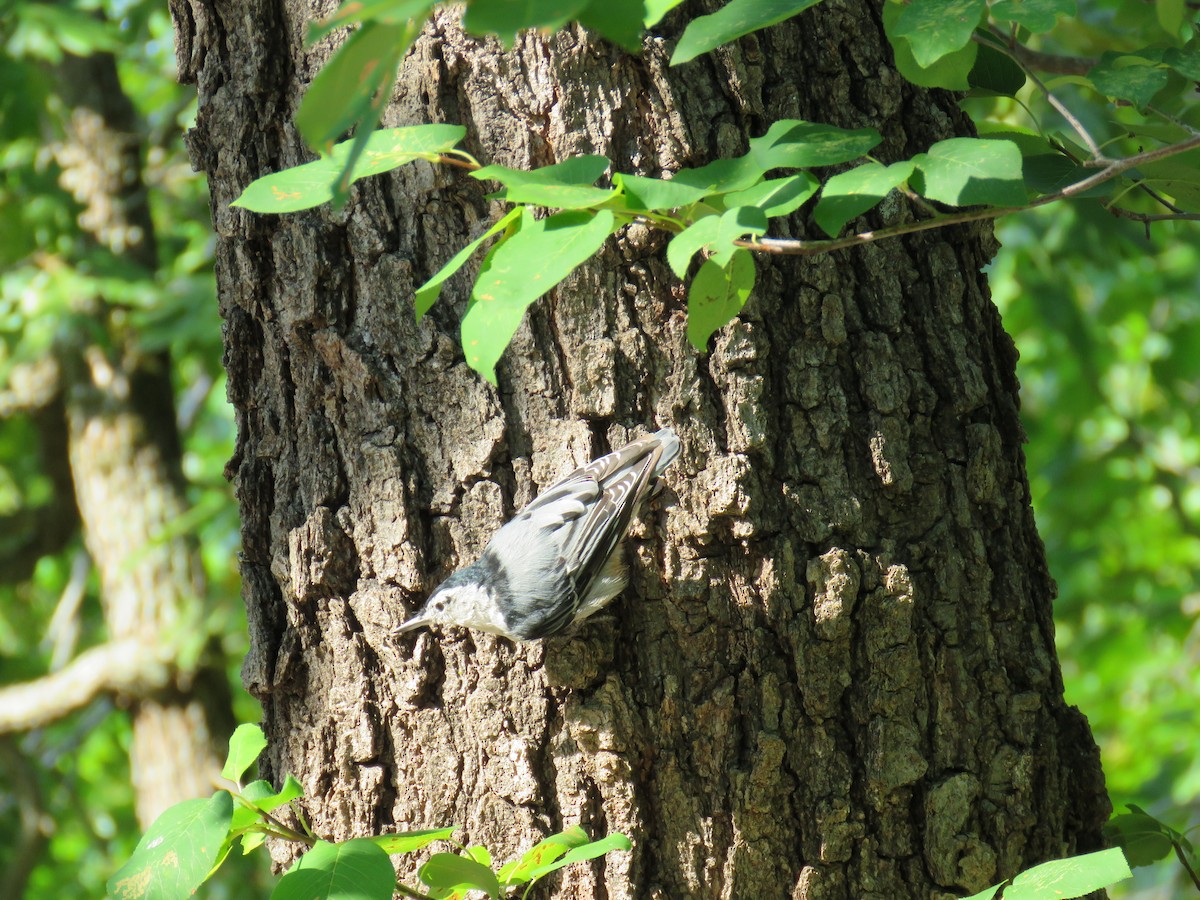 White-breasted Nuthatch - ML64236001