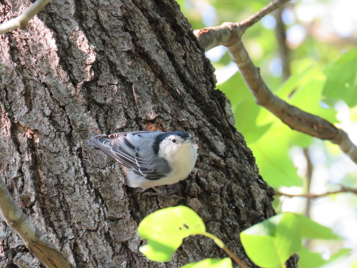 White-breasted Nuthatch - ML64236021