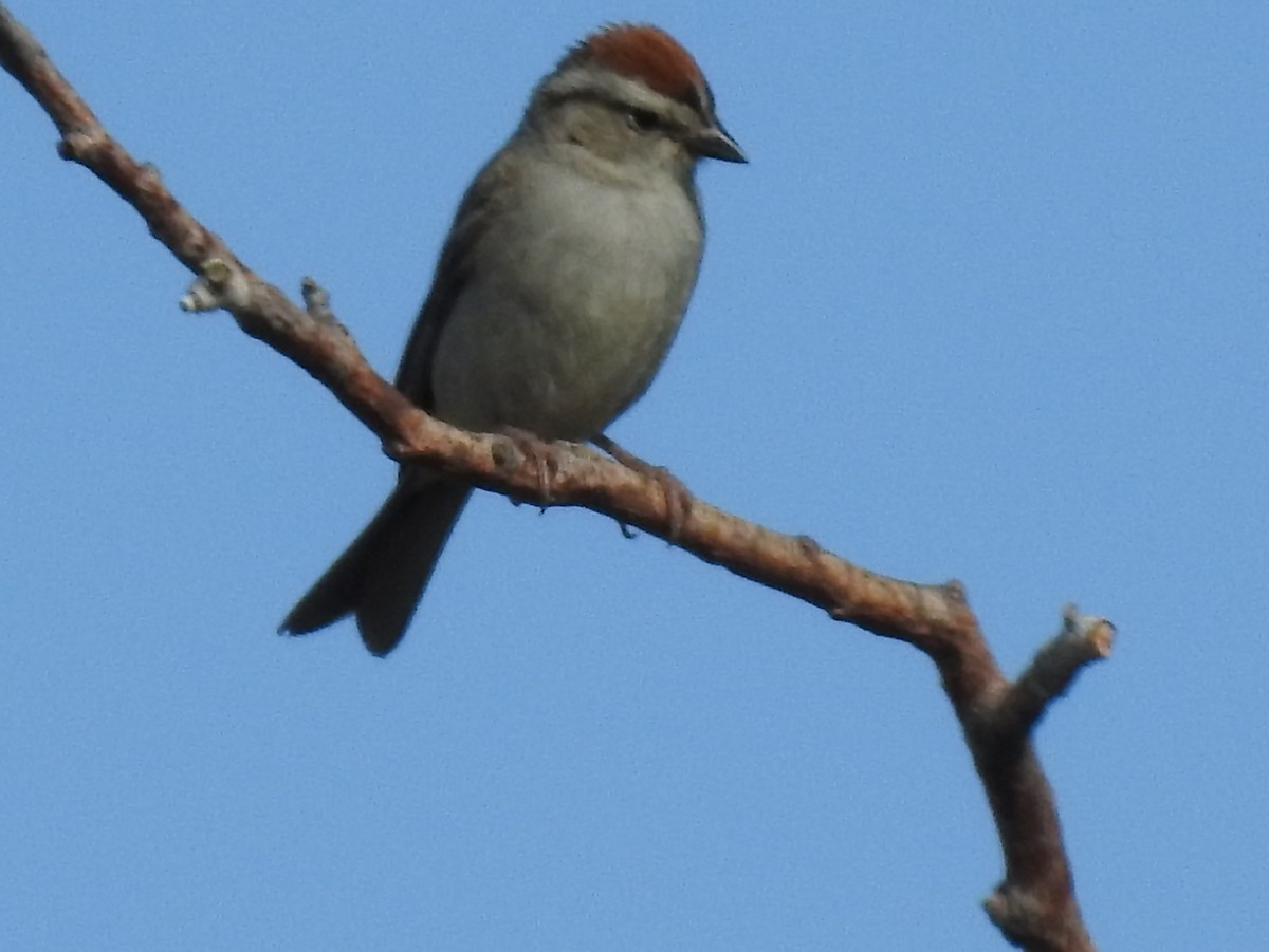 Chipping Sparrow - ML64236271