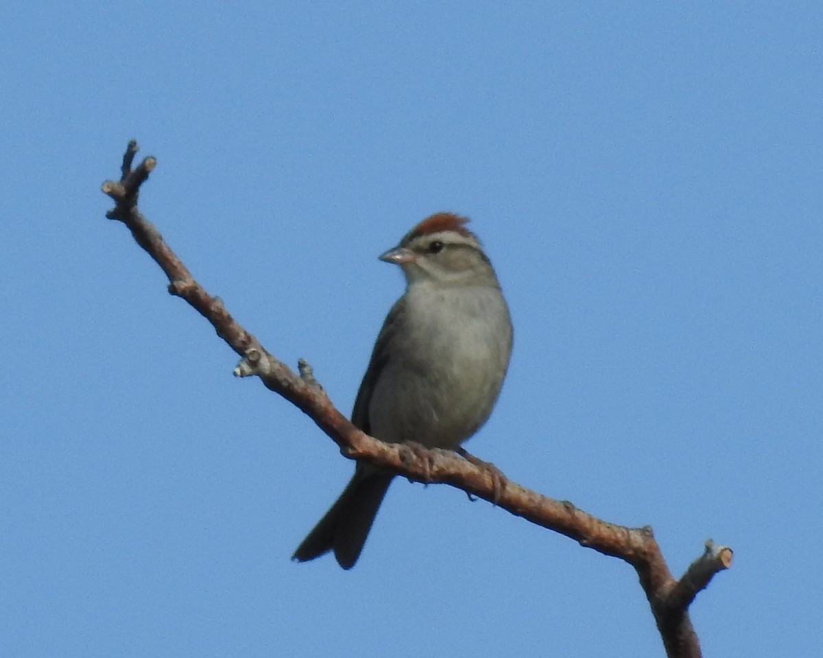 Chipping Sparrow - ML64236291