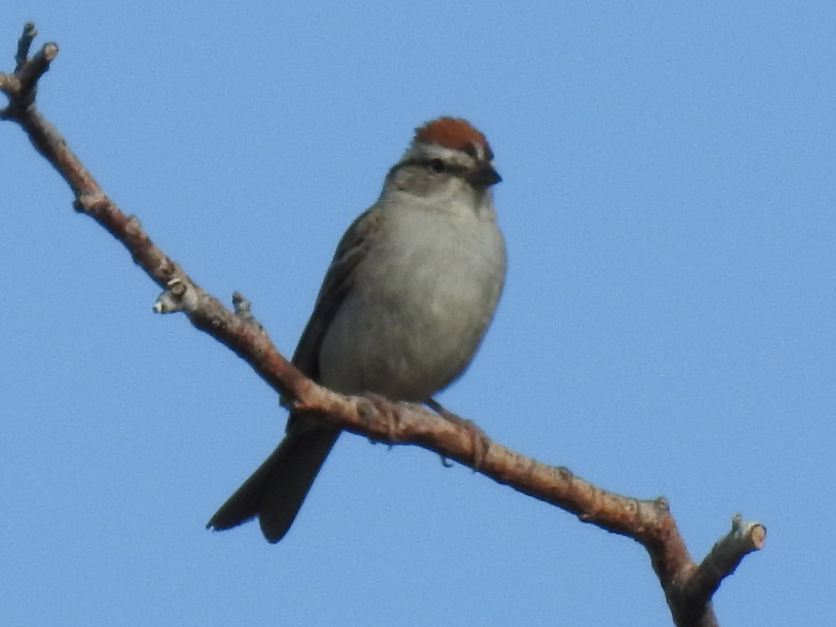 Chipping Sparrow - ML64236311