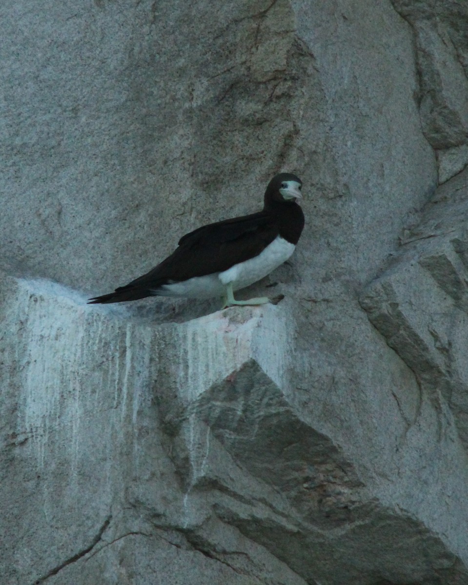 Brown Booby - ML64237121