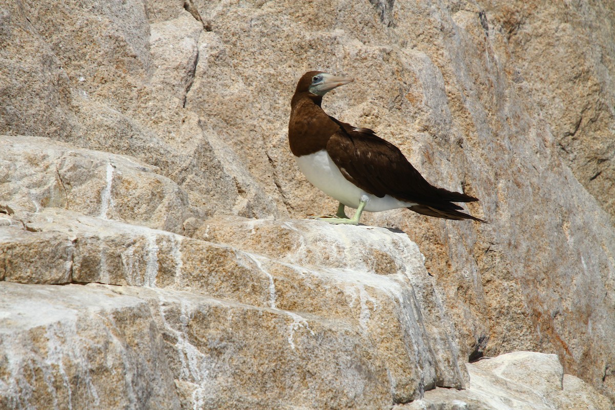 Brown Booby - ML64237231