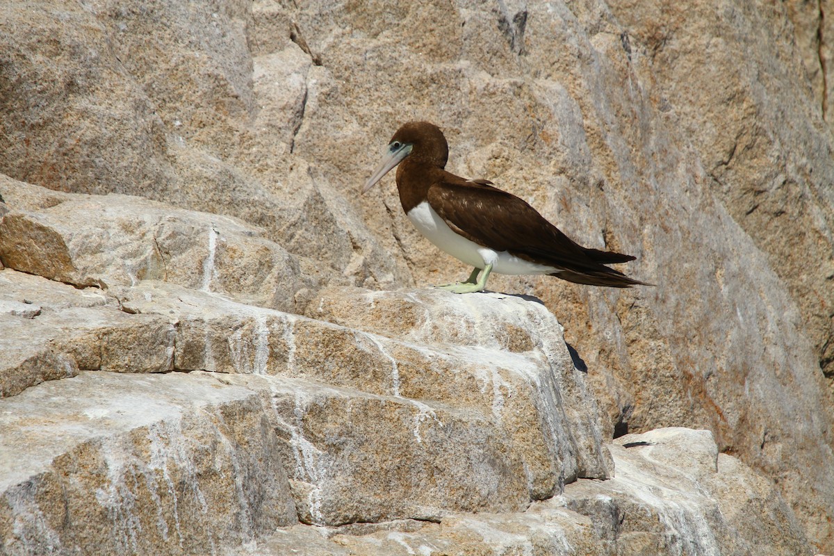 Brown Booby - ML64237251