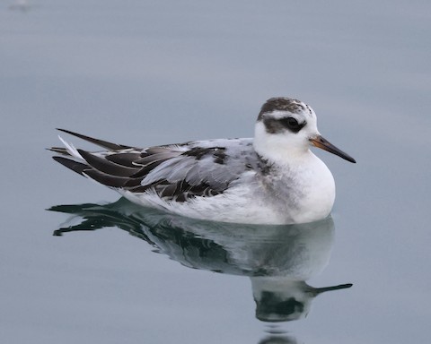 Red Phalarope