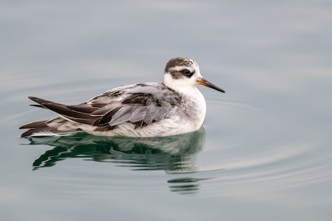 Red Phalarope